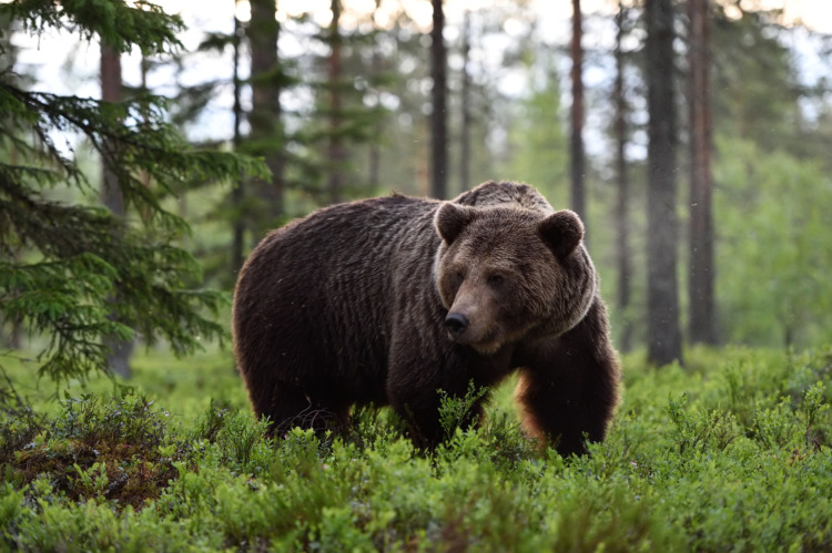 big male bear powerful pose in the forest