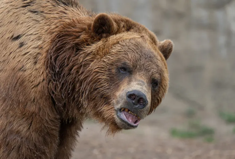 Adult grizzly bear is looking at you