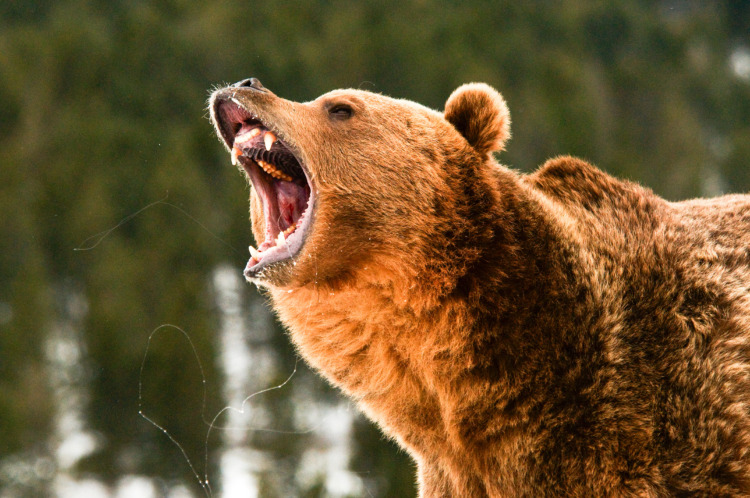 Roaring Grizzly bear
