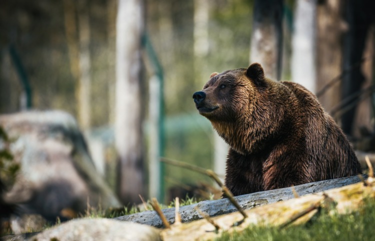 Grizzly Bear resting on a rock