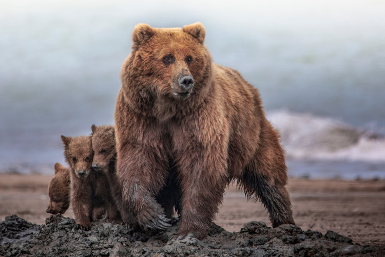 Grizzly bear mother protecting her cubs