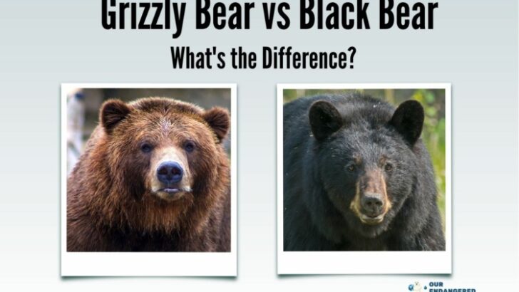 Grizzly Bear vs Black Bear: What's the Difference?