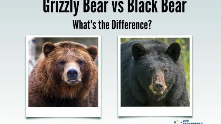 Grizzly Bear vs Black Bear: What's the Difference?