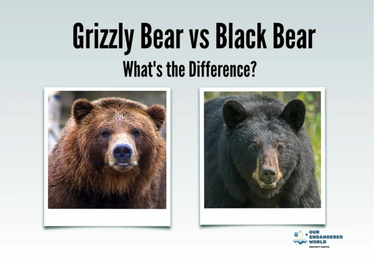 Grizzly Bear vs Black Bear: What's the Difference?