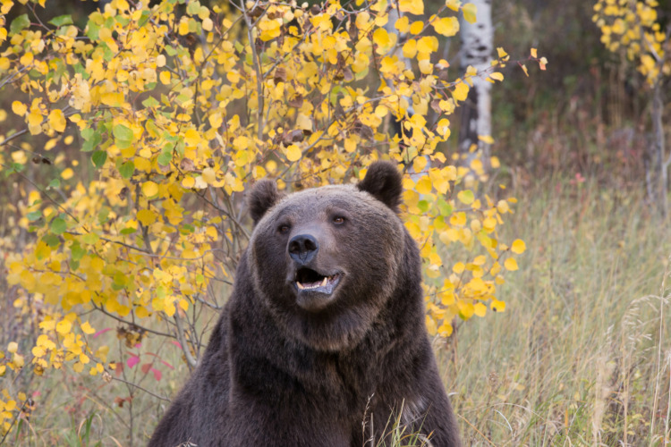 Grizzly bear in western US forest