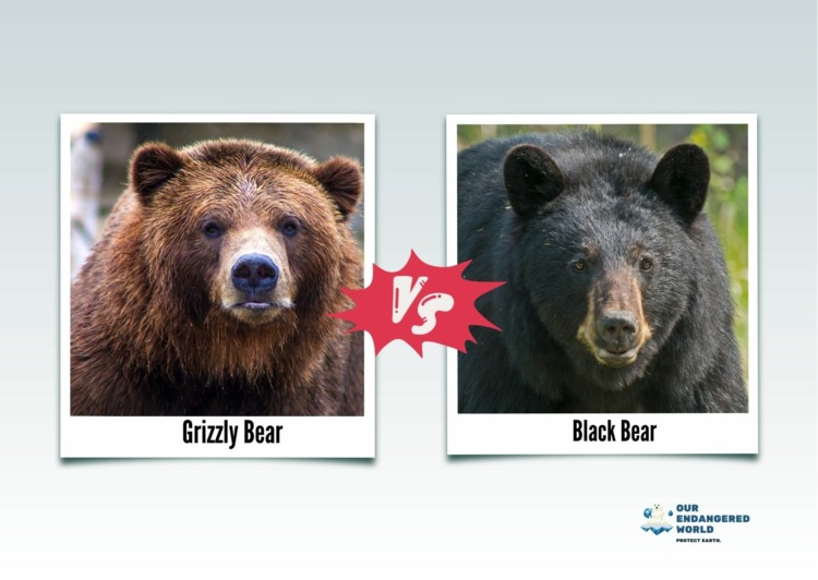 Grizzly vs Black Bear