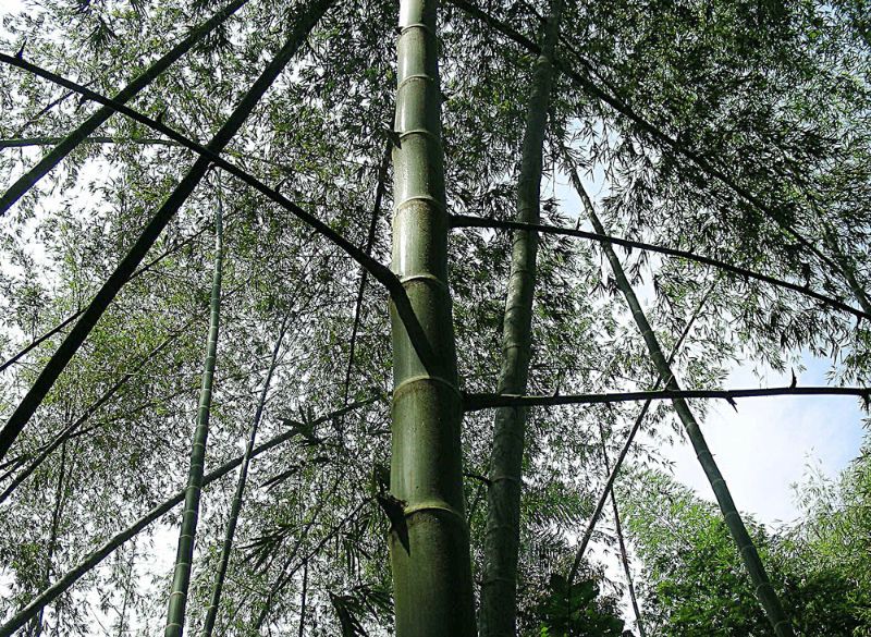 Different types of bamboo