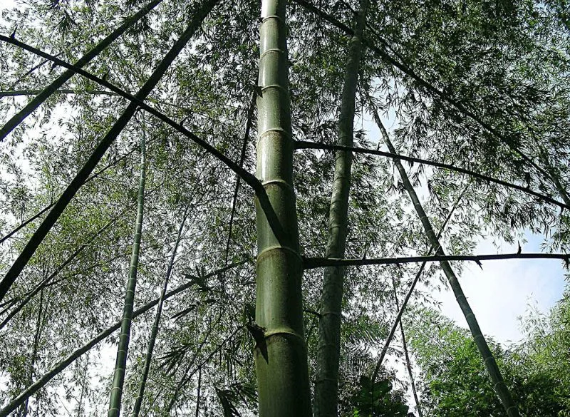 20 Different Types of Bamboo Around the World 1 Different types of bamboo