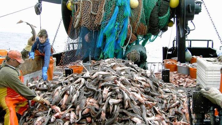 Overfishing Solutions: Mountain of dogfish caught