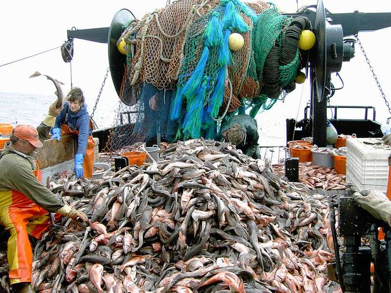 Overfishing Solutions: Mountain of dogfish caught