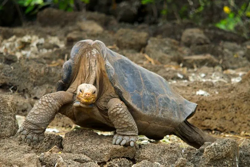 20 Animals That Have Become Extinct in the Last 100 Years 3 Pinta Island Tortoise