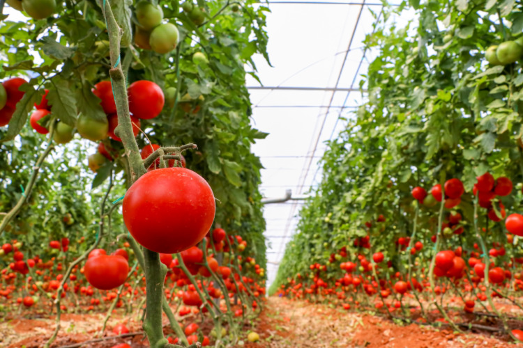 red tomatoes on pit greenhouse 