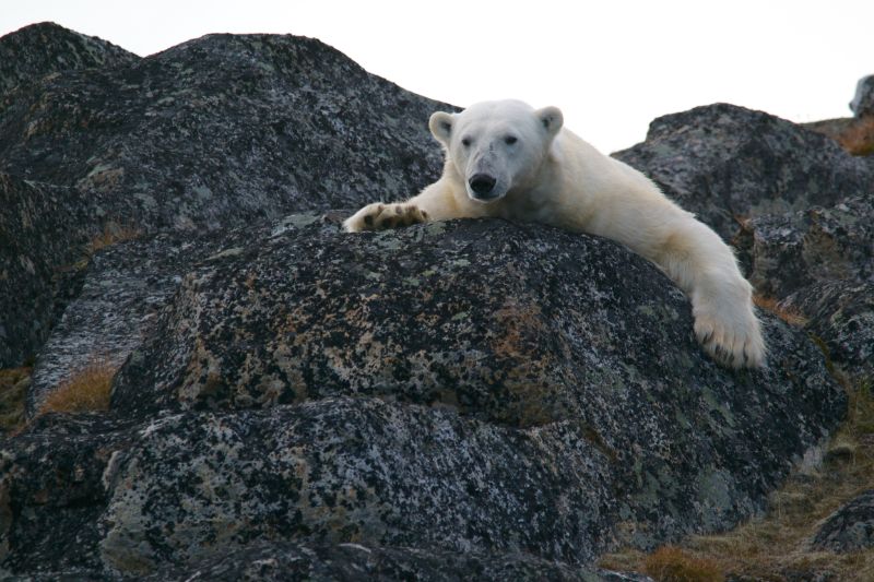 Polar bear on a rock
