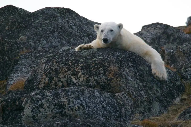 7 Ways Climate Change is Affecting Animals 2 Polar bear on a rock