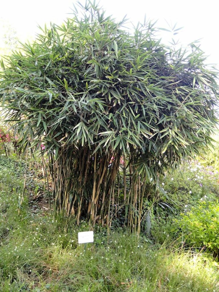 Pseudosasa Japonica