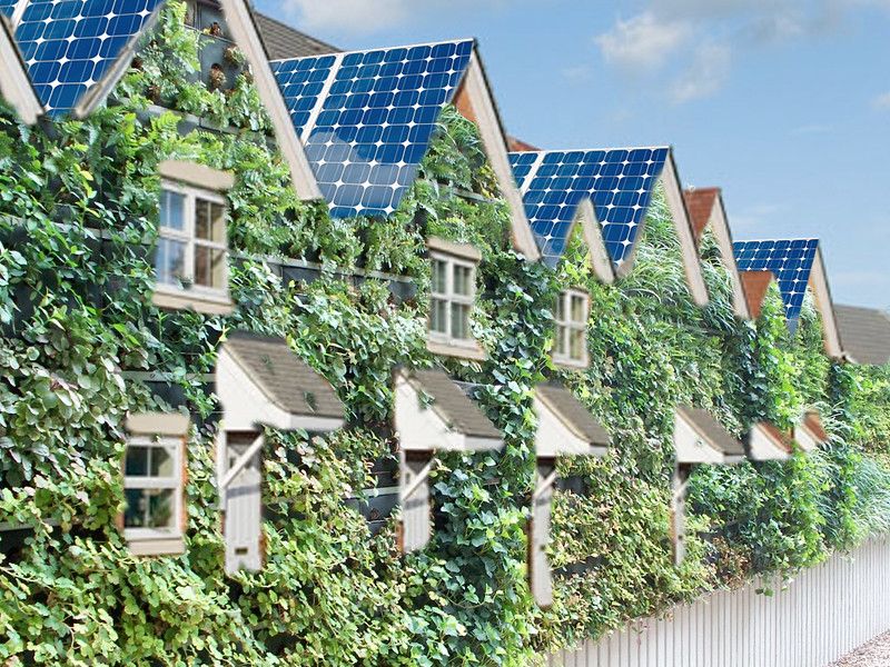 Houses with ivy plants around it