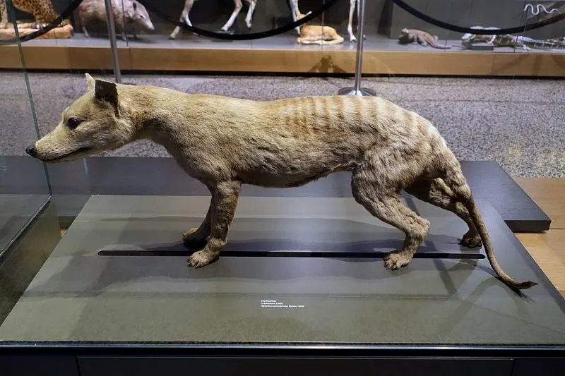 12 Animals That Have Become Extinct in the Last 100 Years 3 Tasmanian Tiger