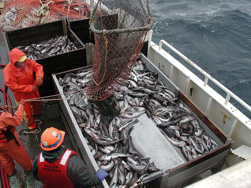 Fish caught by fishing vessel