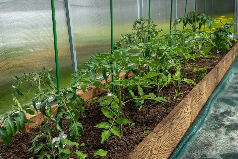 Small greenhouse for winter; green seedlings on a growing bed