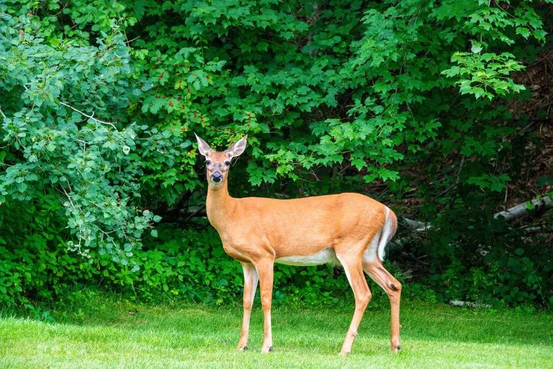 17 Fun & Interesting Facts About Deer You Need to Know 2 White-tailed deer, nature; facts about deer