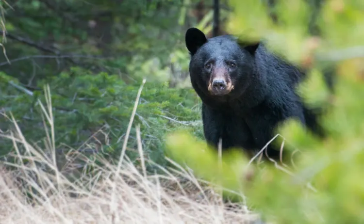 Wild black bear in the Rocky Mountains