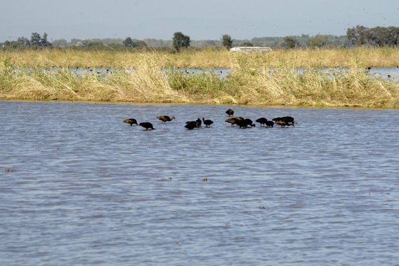 Wildlife in flooded rice fields