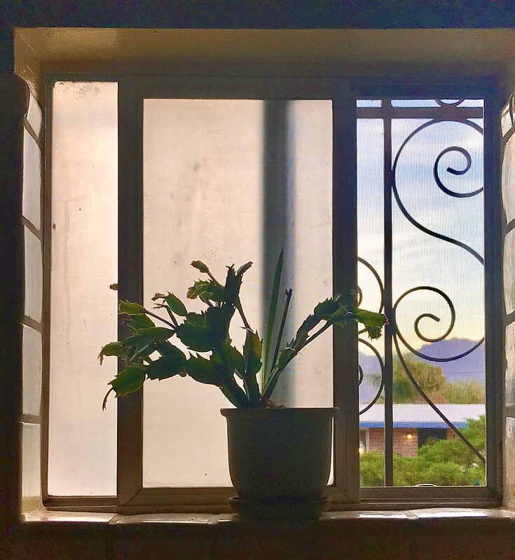 window with ample light and plant