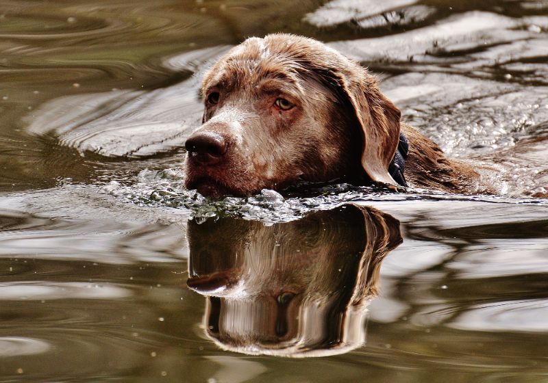 a weary dog on a flood of water