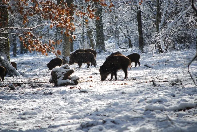 7 Ways Climate Change is Affecting Animals 1 boars on snow near trees