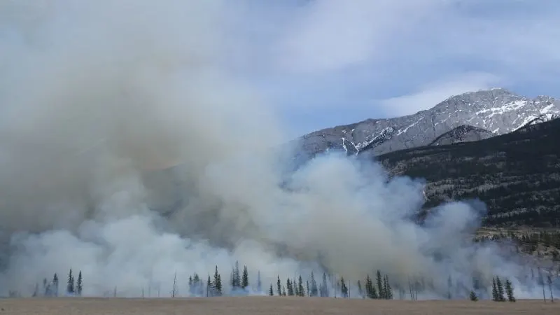 burn fog forest forest fire