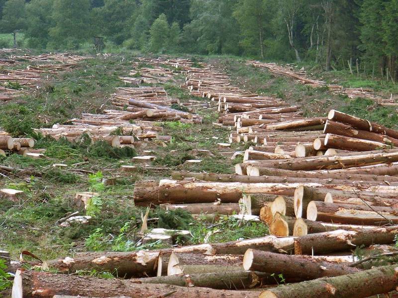 piles of logs in the forest