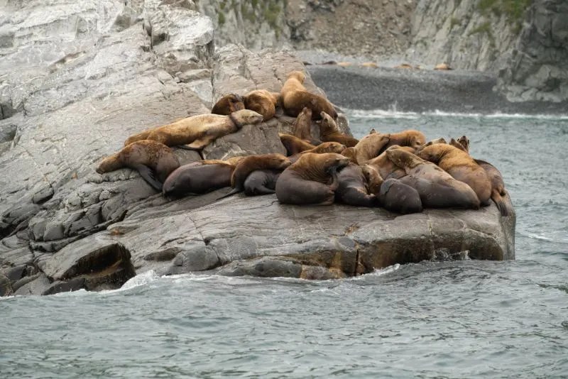 seals resting on a rock