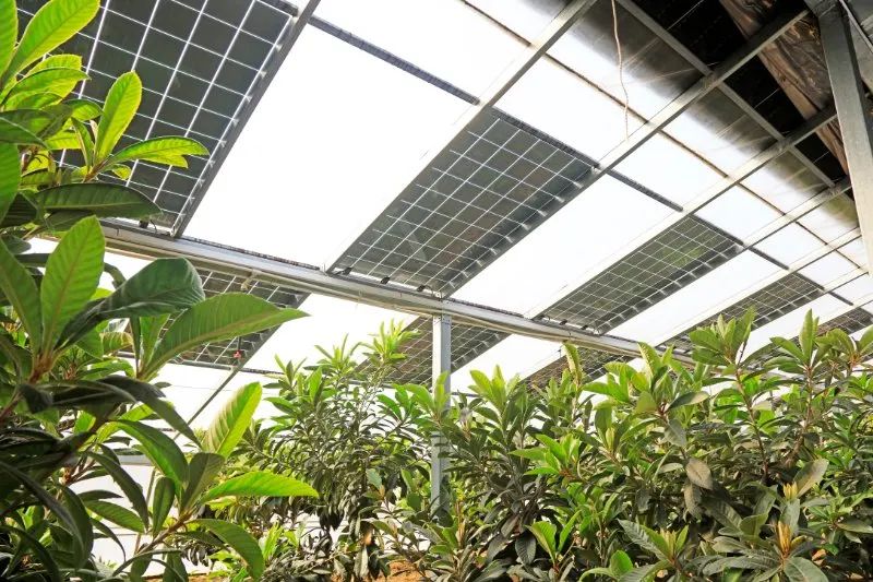 Solar heaters for greenhouses