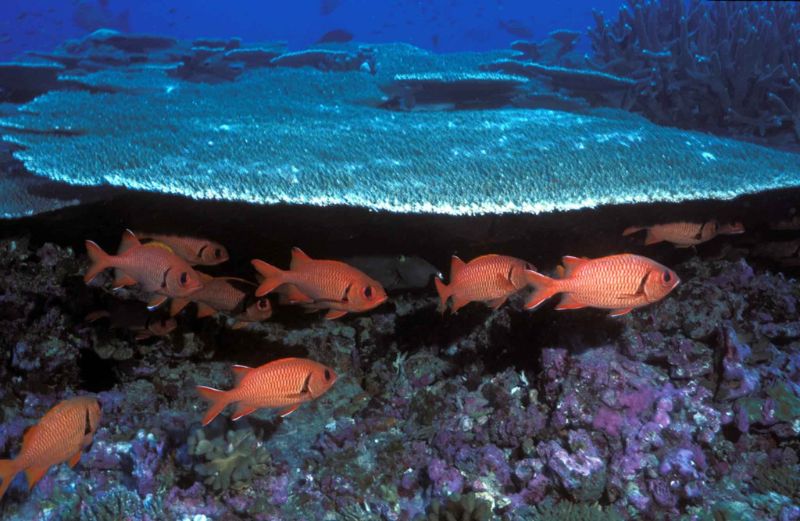 herd of soldierfish underwater with corals