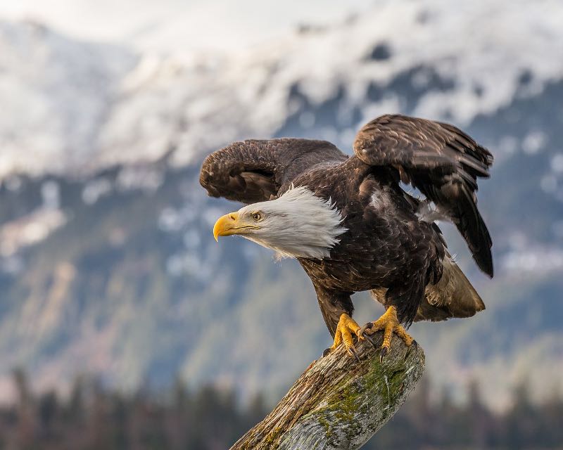 A Bald eagle about to fly off