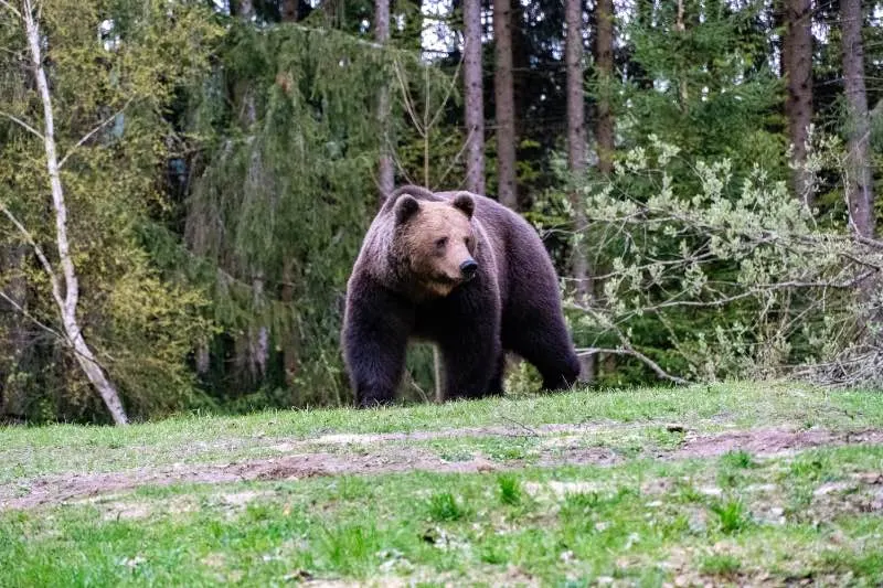 What Attracts Bears? Here’s Several Things to Know 11 A Bear in the Wild