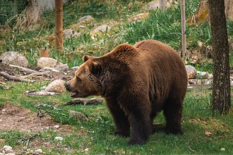 A Brown Bear Standing on Green Grass