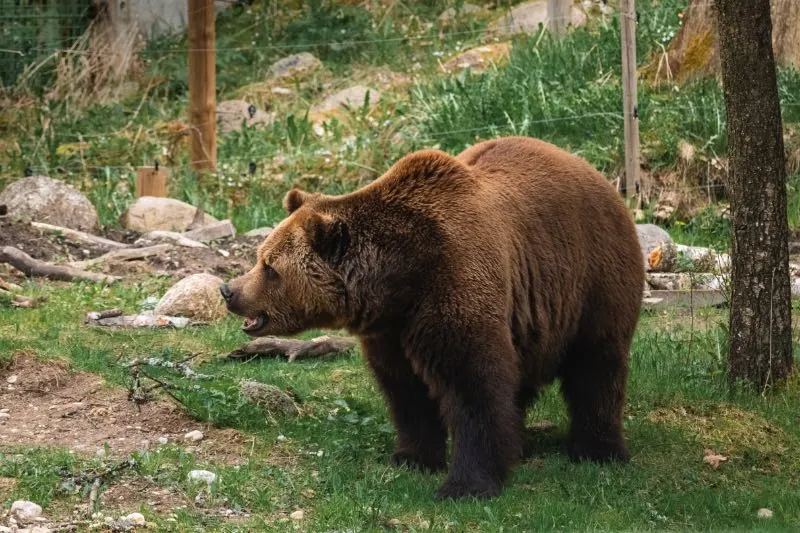 What Attracts Bears? Here’s Several Things to Know 4 A Brown Bear Standing on Green Grass