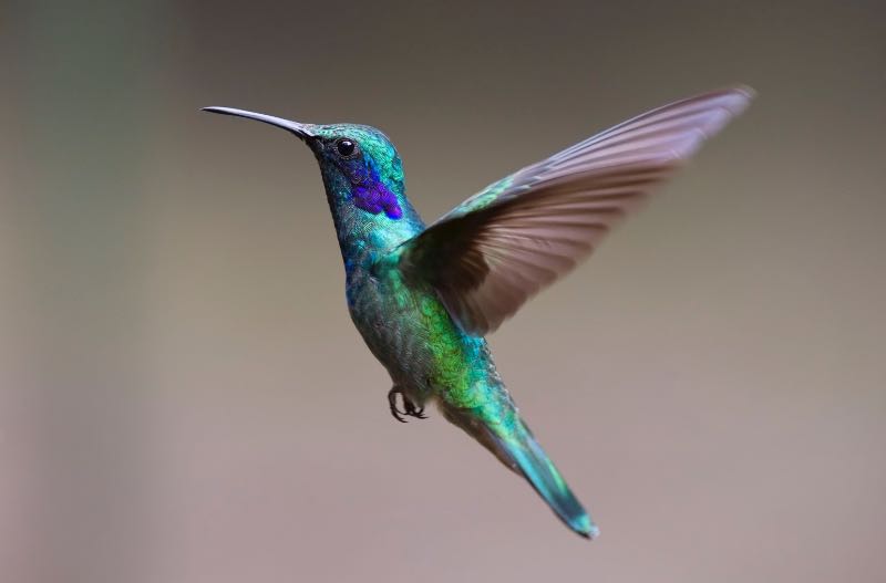 A Colorful Hummingbird