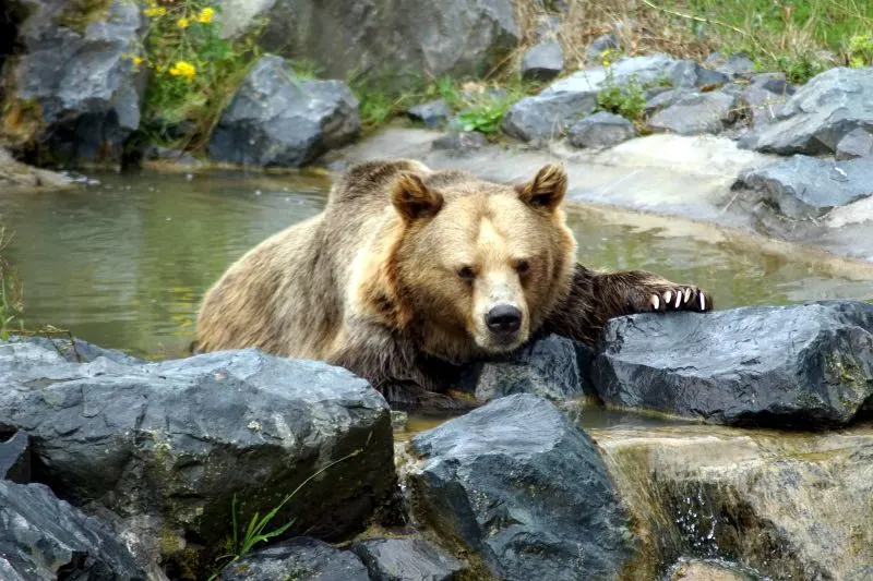A Grizzly Bear near the Rocks with water