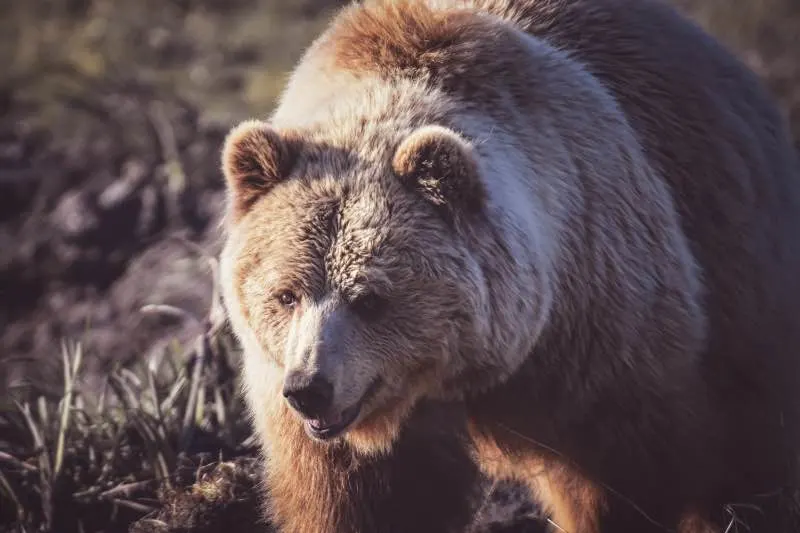What Attracts Bears? Here’s Several Things to Know 14 A Grizzly Bear