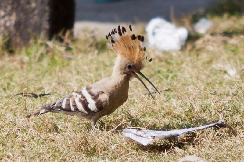 A Happy Common Hoopoe