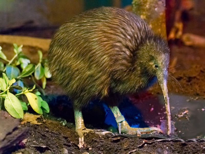 A North Island Brown Kiwi Bird