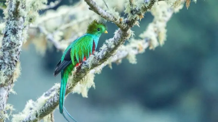 A Resplendent Quetzal on the Branch
