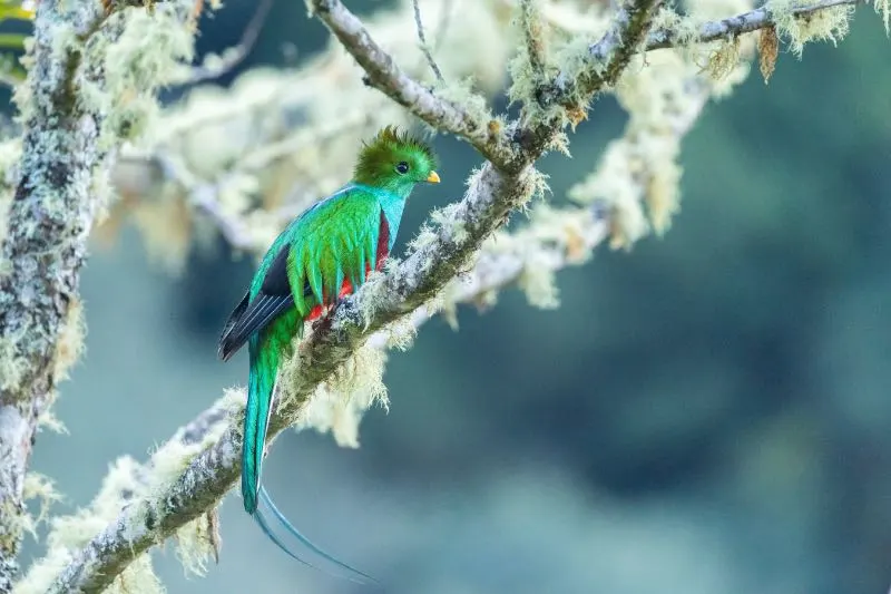27 Most Interesting Birds in the World 1 A Resplendent Quetzal on the Branch