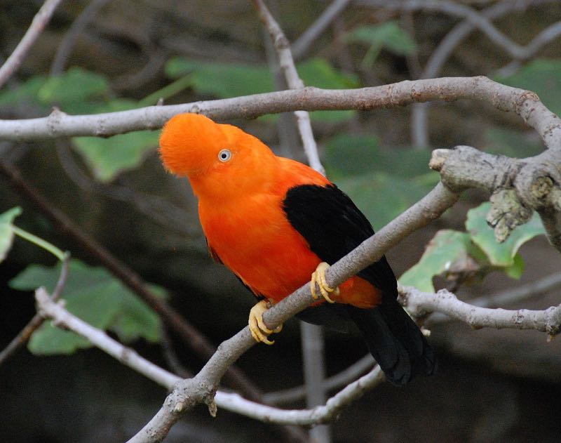 A male Andean Cock-of-the-Rock