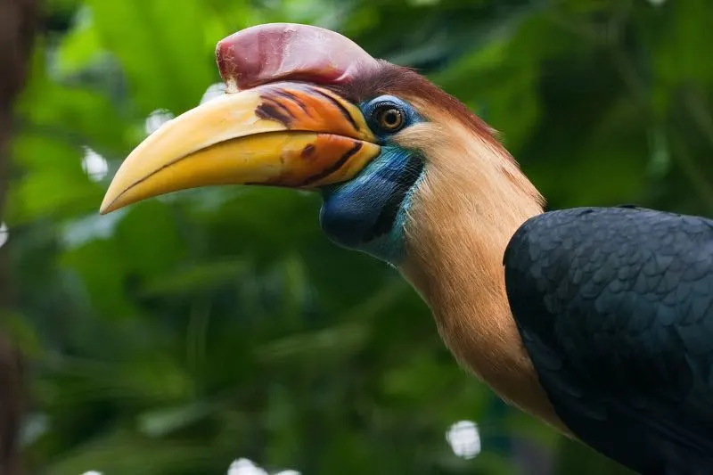 A male Knobbed Hornbill