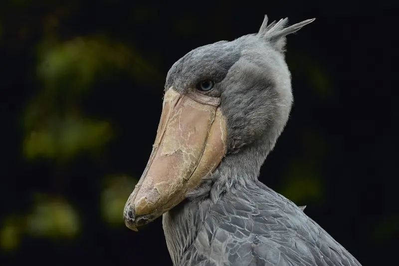 A side view photo of a Shoebill Bird