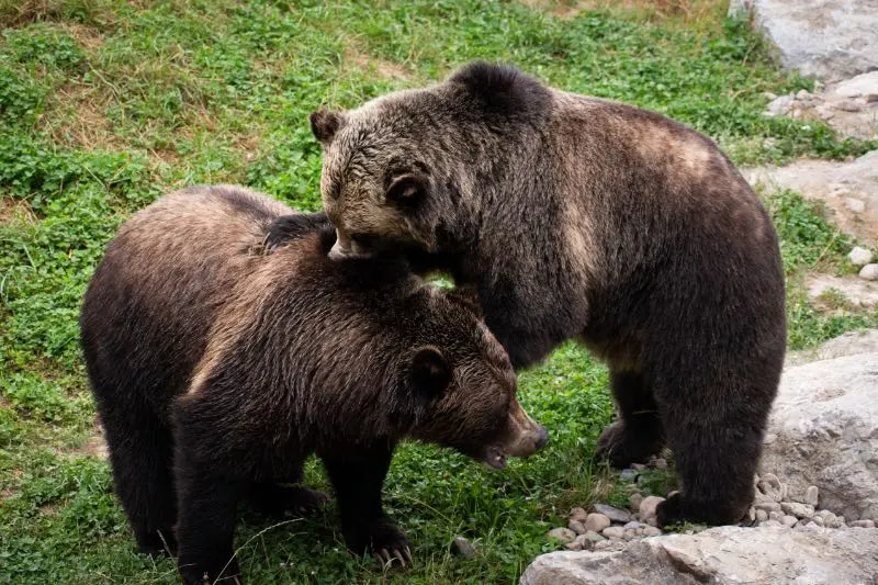 What Attracts Bears? Here’s Several Things to Know 22 Bear Cubs Playing Together