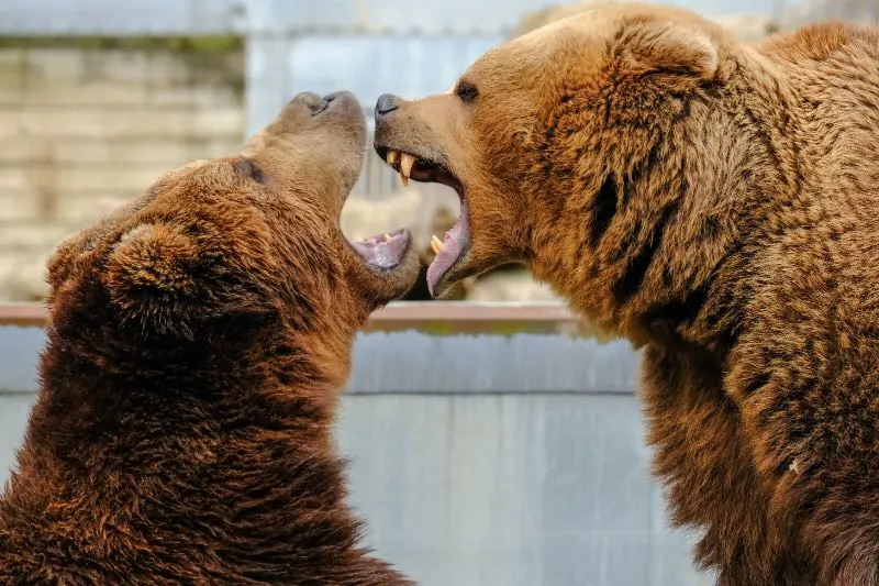 Two Bears with its Mouth Open